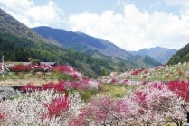 【碧南・高浜・刈谷・知立発】*日帰り軽食弁当付*Let’sハイキング!『花桃咲き誇る園原の里から天空の楽園ヘブンスそのはらを歩こう』2